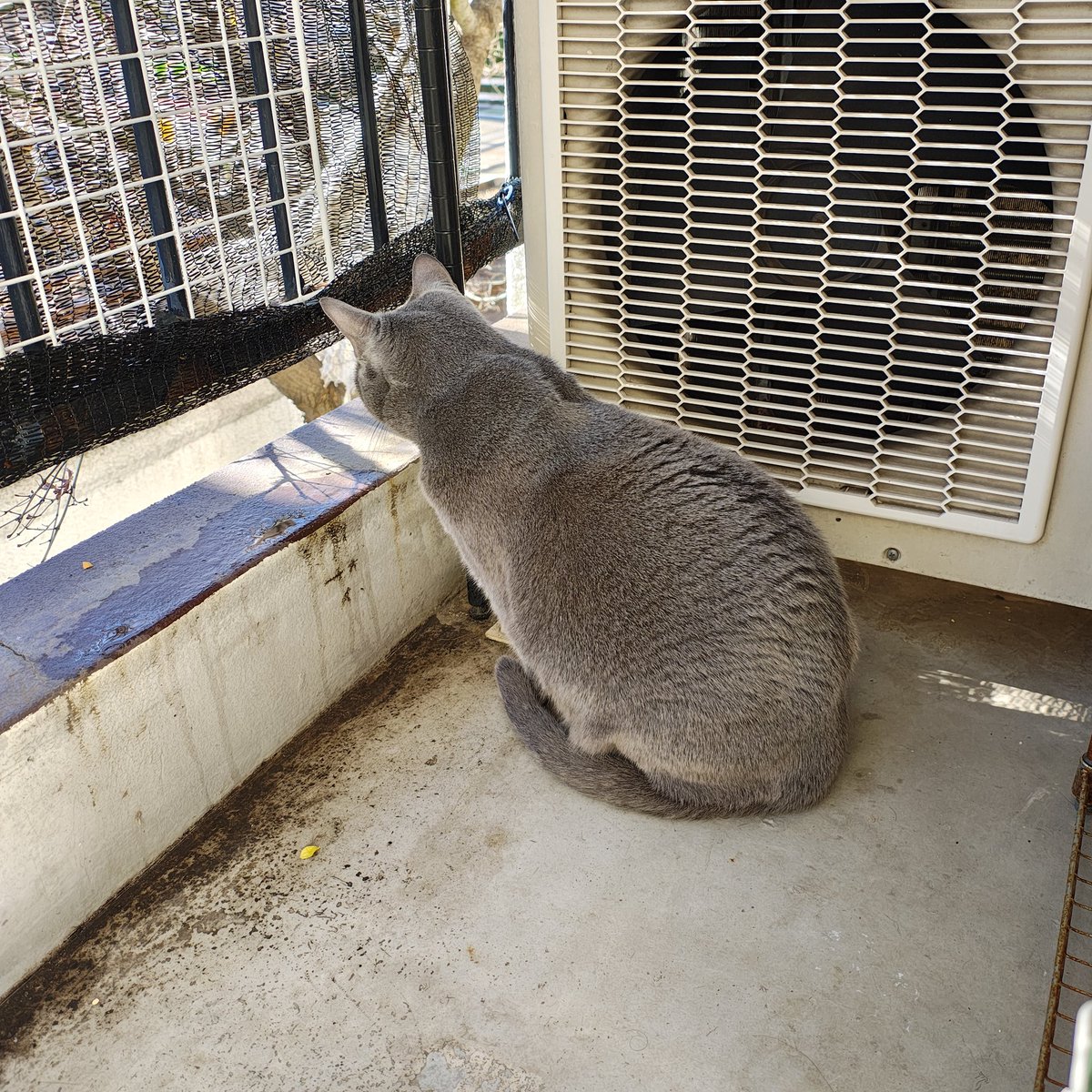 zero7652's tweet image. おはようございます☀今日で寝正月は終わりです😅
ロシは元日から毎日ニャルソックしてます🐾🐈‍⬛