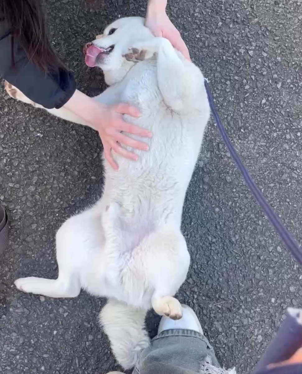 ヨル☕️🌿.•*(ﾂｲﾌｨ必読) tweet media