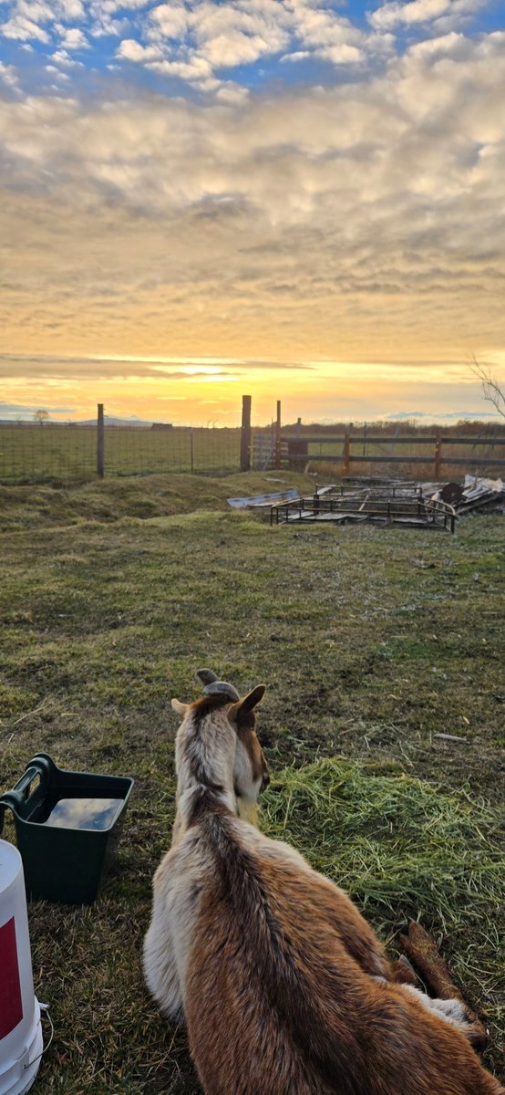 Novadodge's tweet image. RIP Hiccup.