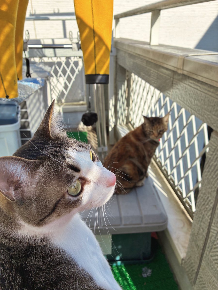 ハナ (@chakohakulog) / Posts / X