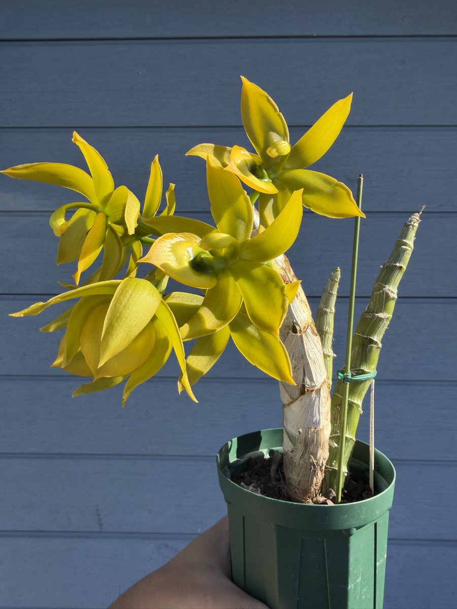 北条早雲@タケノコ蘭沼 (@chakky12031020) / Posts / X