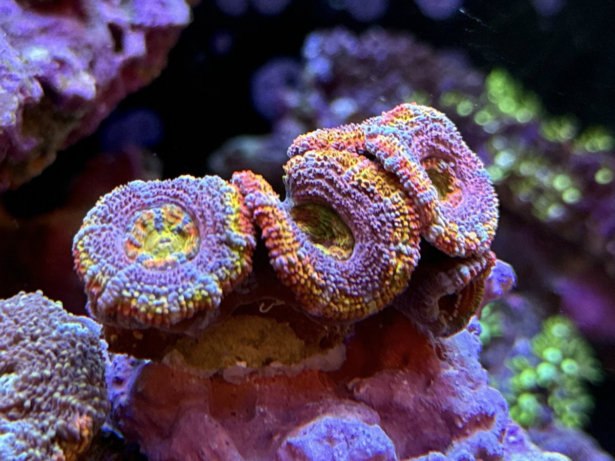 mitsu (@mitsu390) / Posts / X