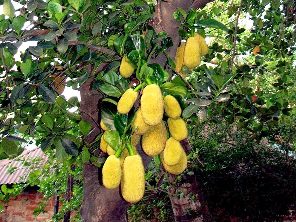 j_bindra's tweet image. The Bengaluru Roadies: Halasuru or Ulsoor

Next time you are walking around Ulsoor lake, look for the big pendulous jackfruits.

I was walking around one edge of the lake yesterday along with @ArchanaMuthappa hunting for office space, when I saw this small tree with huge