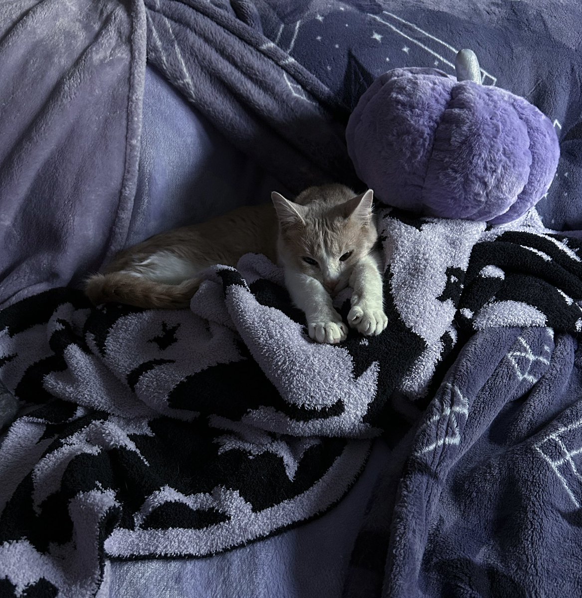 ⋆⁺₊✧ tweet media