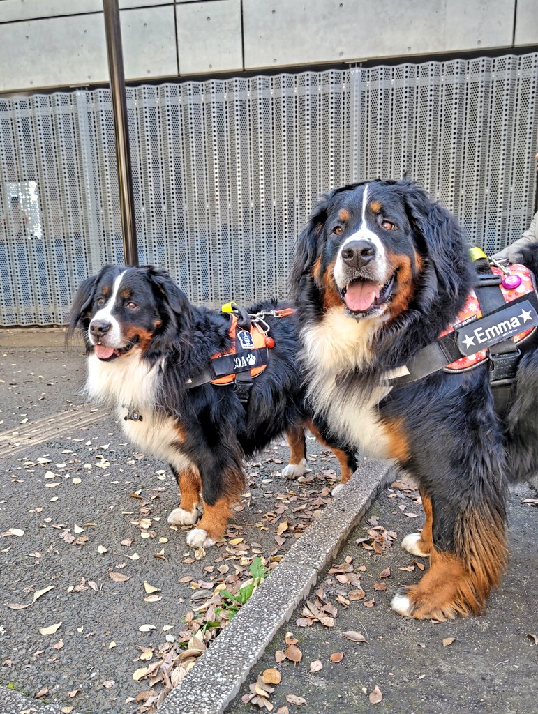 ここあ (@coco_bmd) / Posts / X