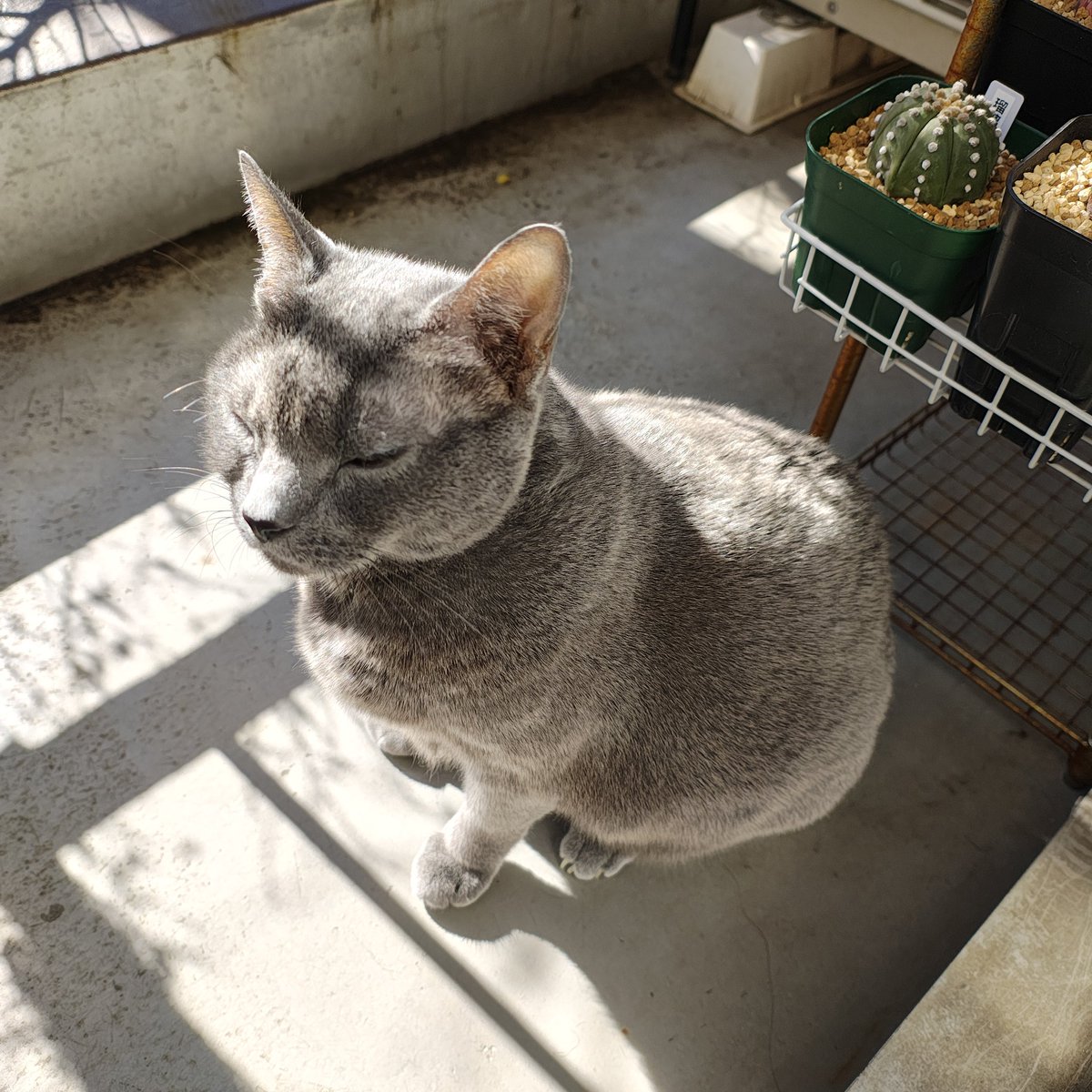 zero7652's tweet image. ニャルソック終了後とても眠そうなロシ💤🐈‍⬛