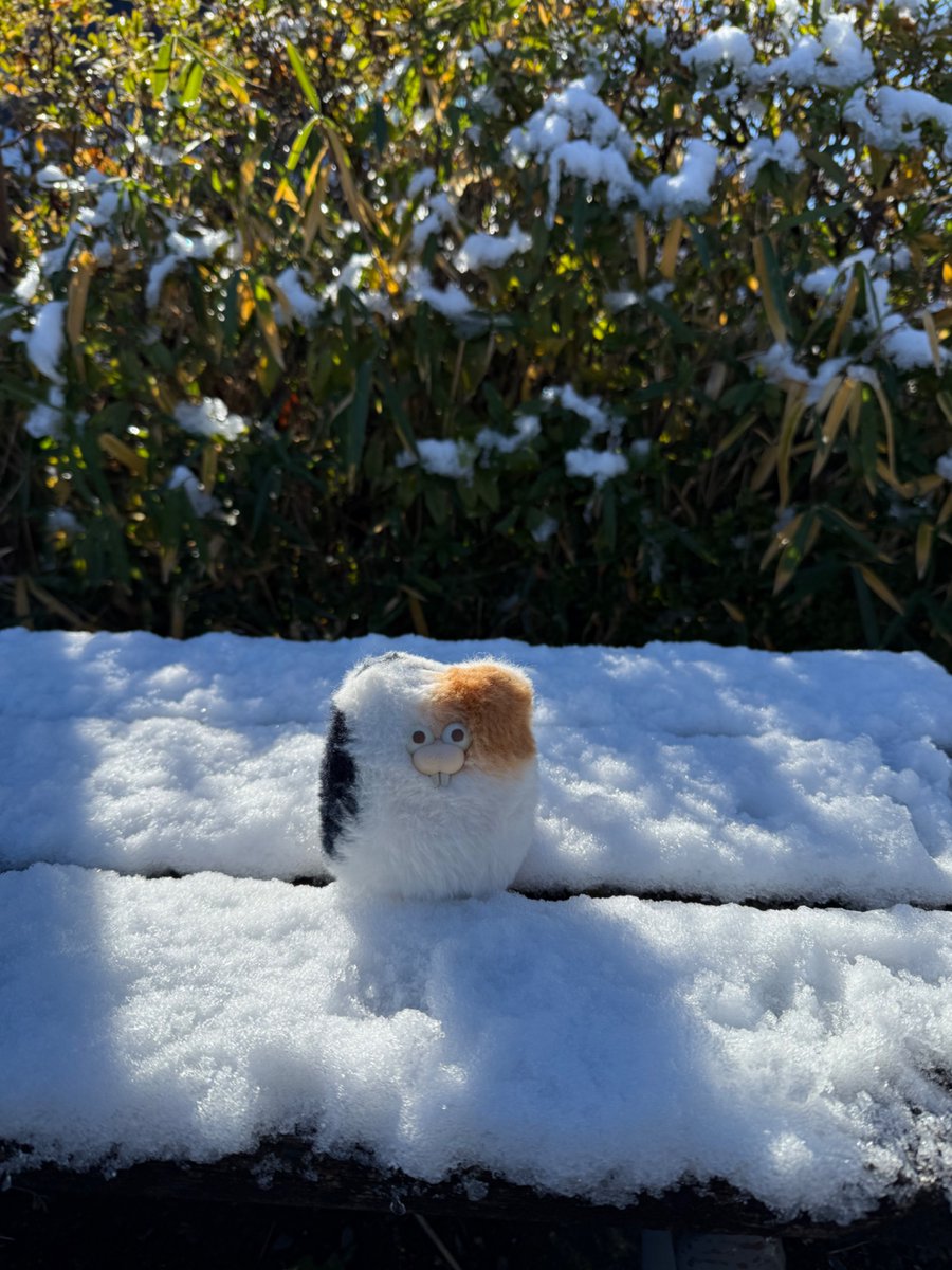 ぬこ (@nukonokonuko) / Posts / X