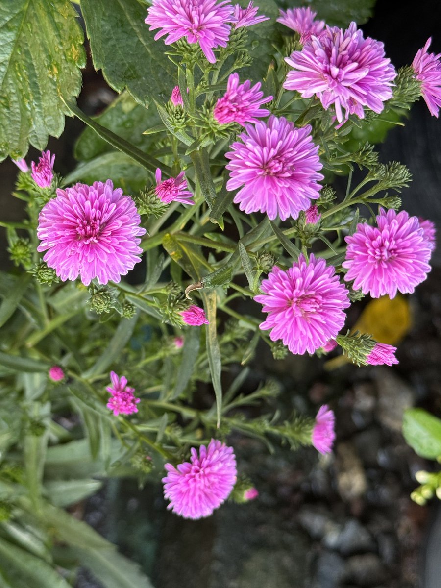 วันเสาร์แรกของปี 2569🫐 ขอพรให้ทุกท่านมีความสุขใจ สบายอารมณ์ตลอดวัน #สวัสดีปีใหม่2569 #สวัสดีชาวทวีตตี้X