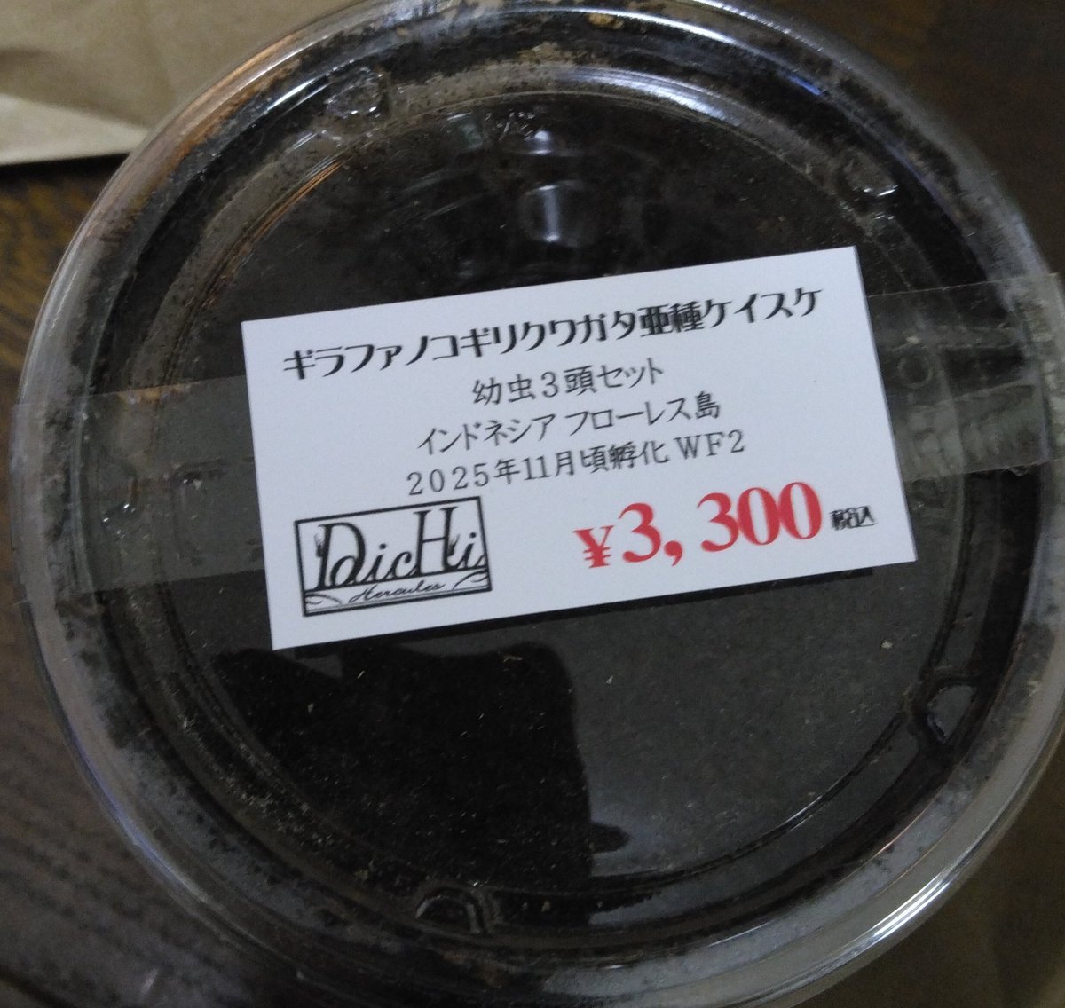 インセクトジョーカーさんの初売り行ってきました！
いつもお世話になってるスタッフさん達が勢揃いしてました😀
で、<a href="/daichi_0816_KB/">DaicHi</a>さんの福袋はニジイロ・ゴールドピカール、インフレッシコリスネブト！幼虫はギラファでした。成虫はどれもやったことないやつだ🙄
さ～てどうっすかな🤔