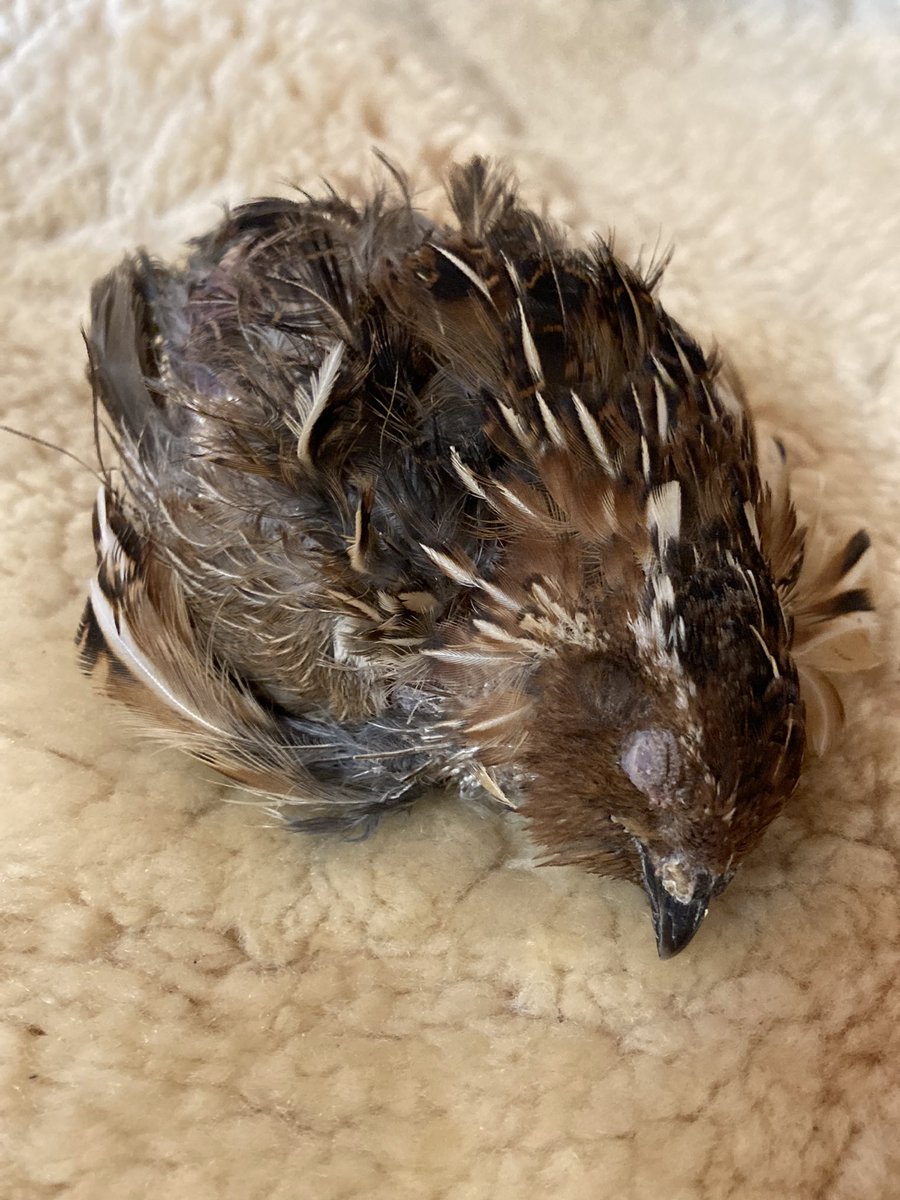 teruteru tweet media