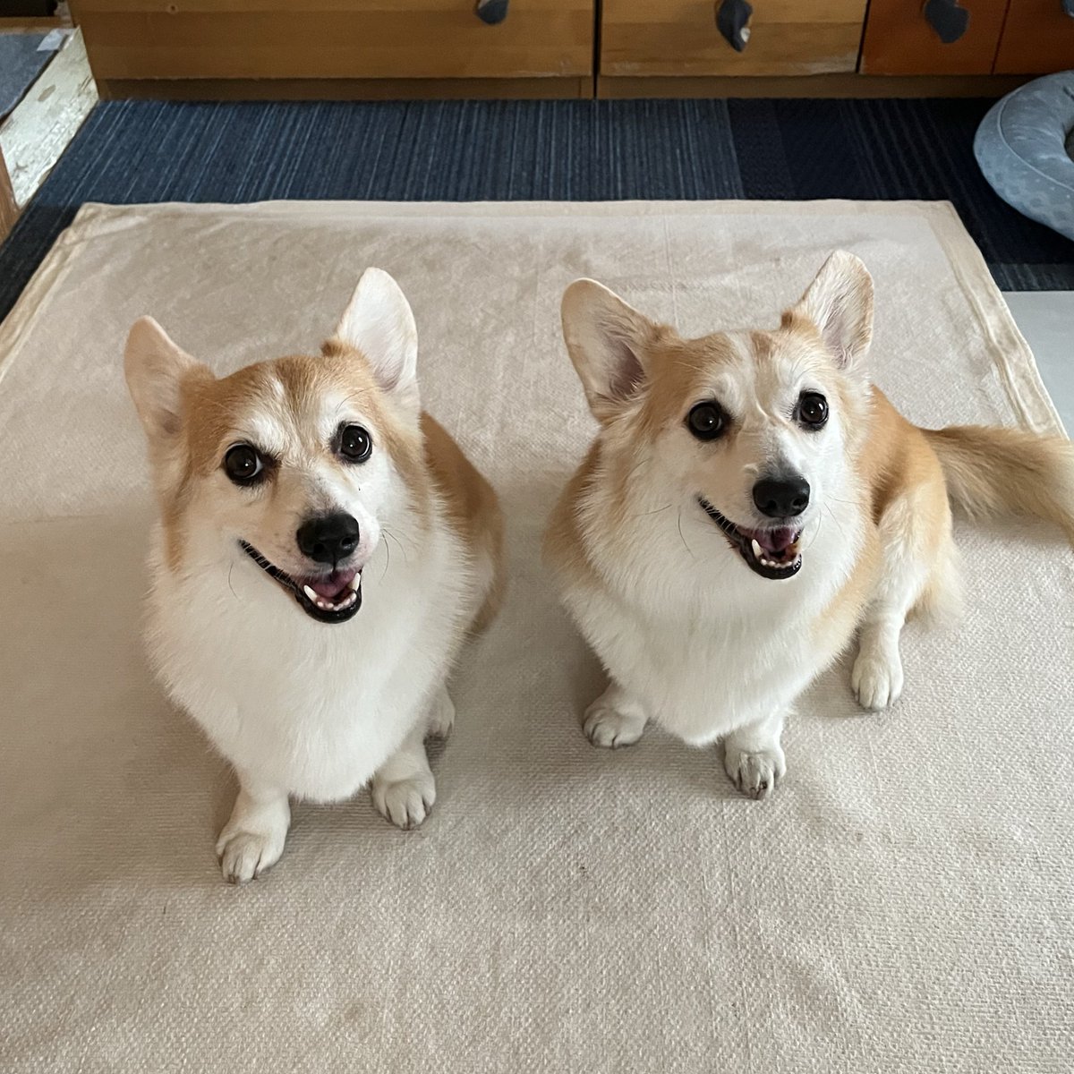 ルーちゃんママ (@tu_qwl) / Posts / X