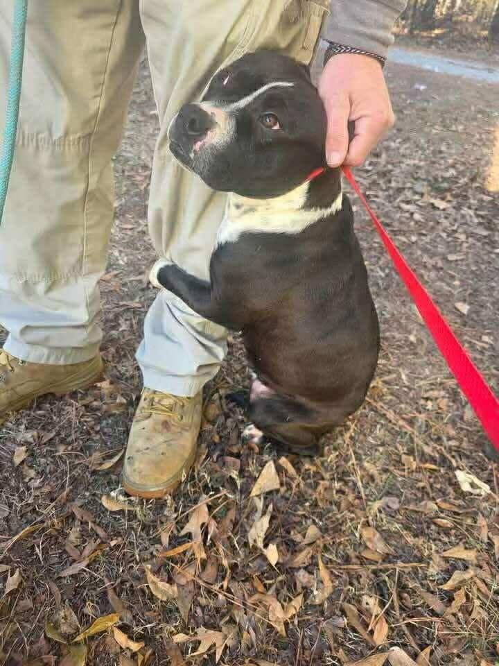 ash__almighty's tweet image. 🆘 Pregnant pup in urgent need!
📍 Jackson, #NorthCarolina
📝 All information in photo below 
⚠️ Let’s get this sweet mama out! 

@Dubs4Mutts @LacDonna @LolaPatolla @psychicwhisper3 @PawsnTails4TX @_DOGPOOL_ @LisaBrabson #RESCUE #AdoptMe