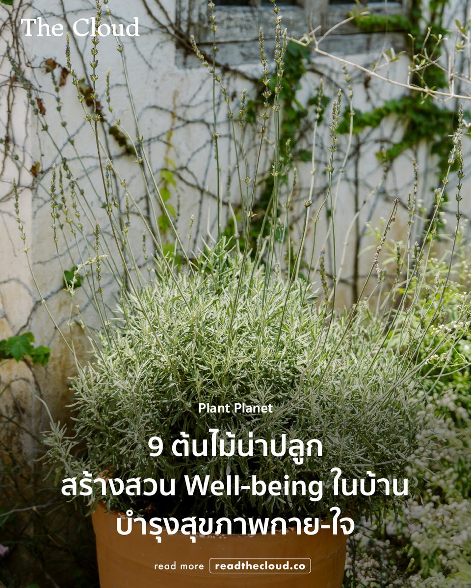 readthecloud's tweet image. ตอนรับปีใหม่ 2026 ชวนลองลุกขึ้นมาจัดสวนประดับบ้านให้กลายเป็นพื้นที่ฟื้นใจและบำรุงกาย

คอลัมน์ Plant Planet โดย วิทย์-ศิริวิทย์ ริ้วบำรุง นักจัดสวนแห่ง Little Tree ชวนเรามาออกแบบสวนในบ้านให้กลายเป็นสวนแบบ Well-being ที่ดีต่อทั้งสุขภาพกายและใจ พร้อมแนะนำพรรณไม้ 9 ชนิดที่คัดมาแล้ว…