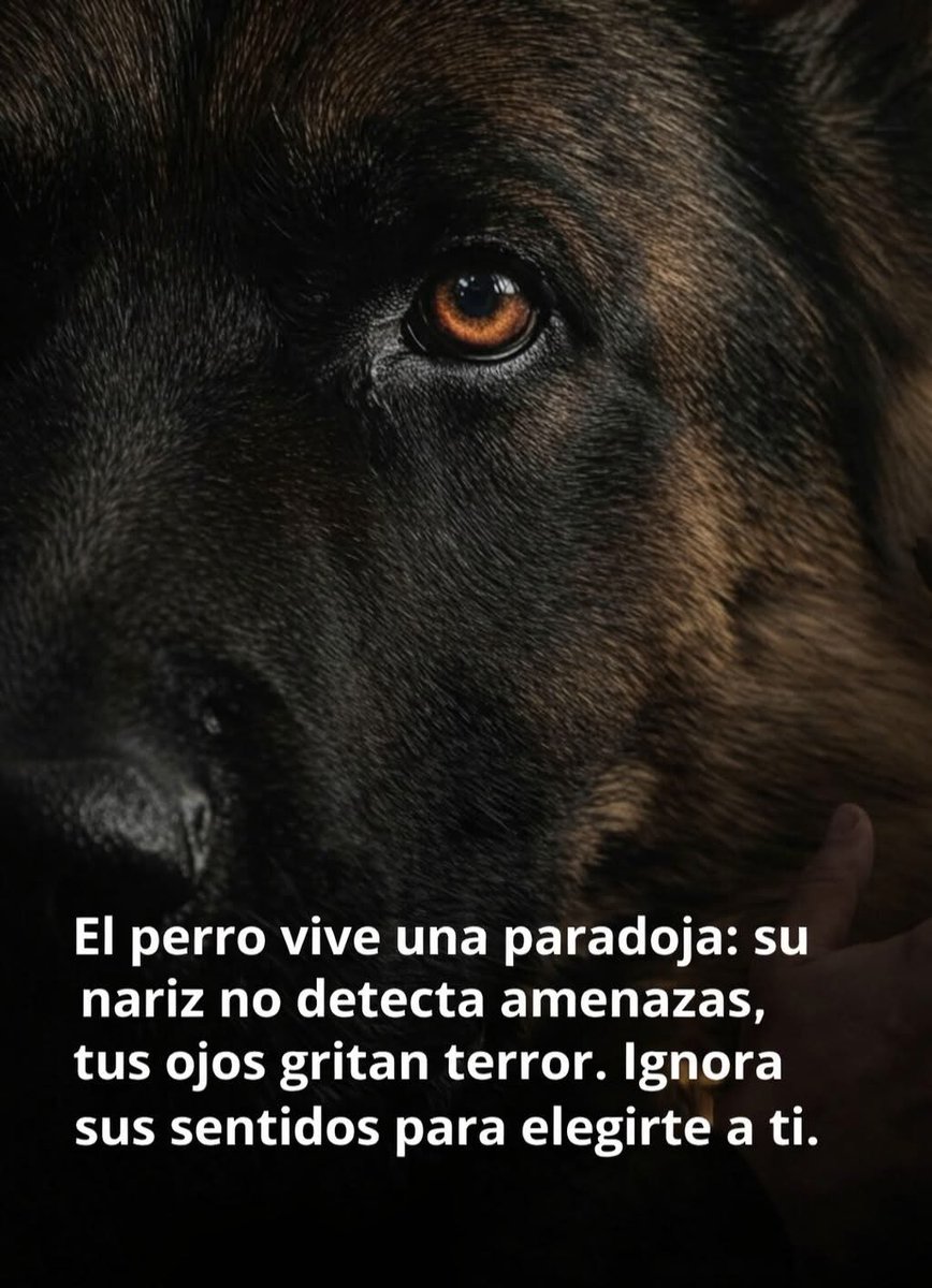 Hay algo que ocurre en ciertos tests de lealtad canina que casi nadie conoce… y que cambia por completo la forma en la que entendemos el vínculo entre un perro y su humano.

Durante una prueba de comportamiento, el perro se enfrenta a una situación ambigua.
Su olfato —uno de los