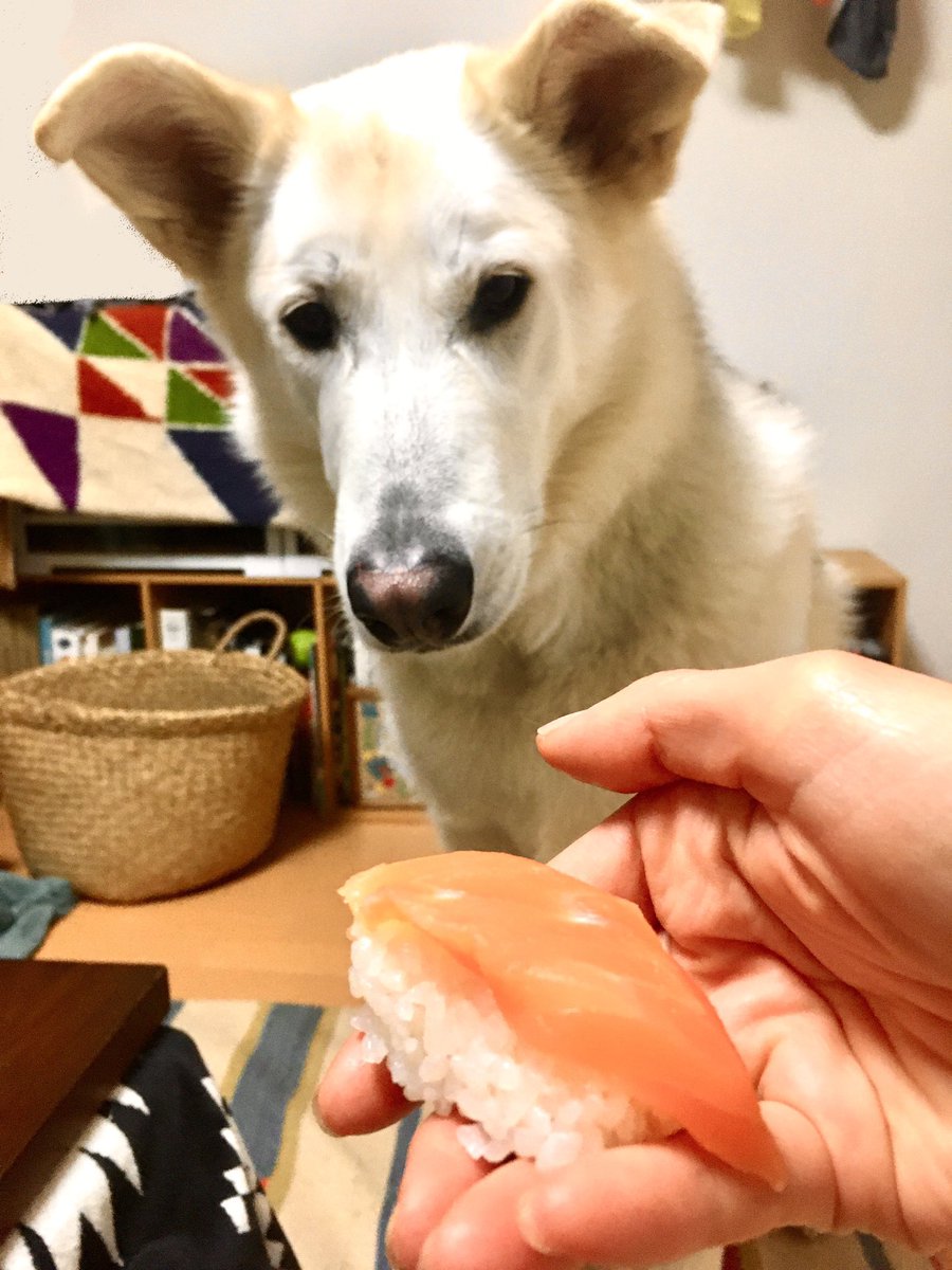 デカい狼犬との日常🐺

「なめるのはセーフ?」
数年前のお正月休みの出来事🍣 