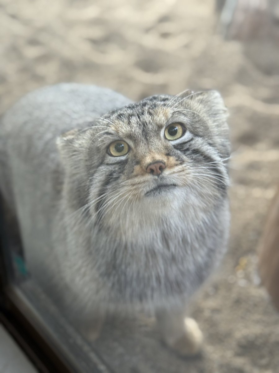 appi1116's tweet image. 男の人が背の低い女の子から見上げられるのかたまらないという気持ちがわかる気がする😆😍
2026.1.2.

#ナゴム #マヌルネコ
#那須どうぶつ王国