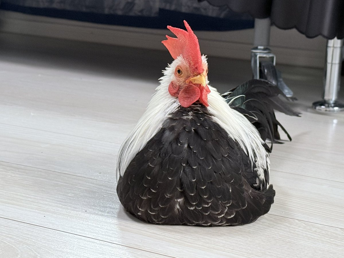 kawausonatine's tweet image. お前も床暖の良さに気づいてしまったか