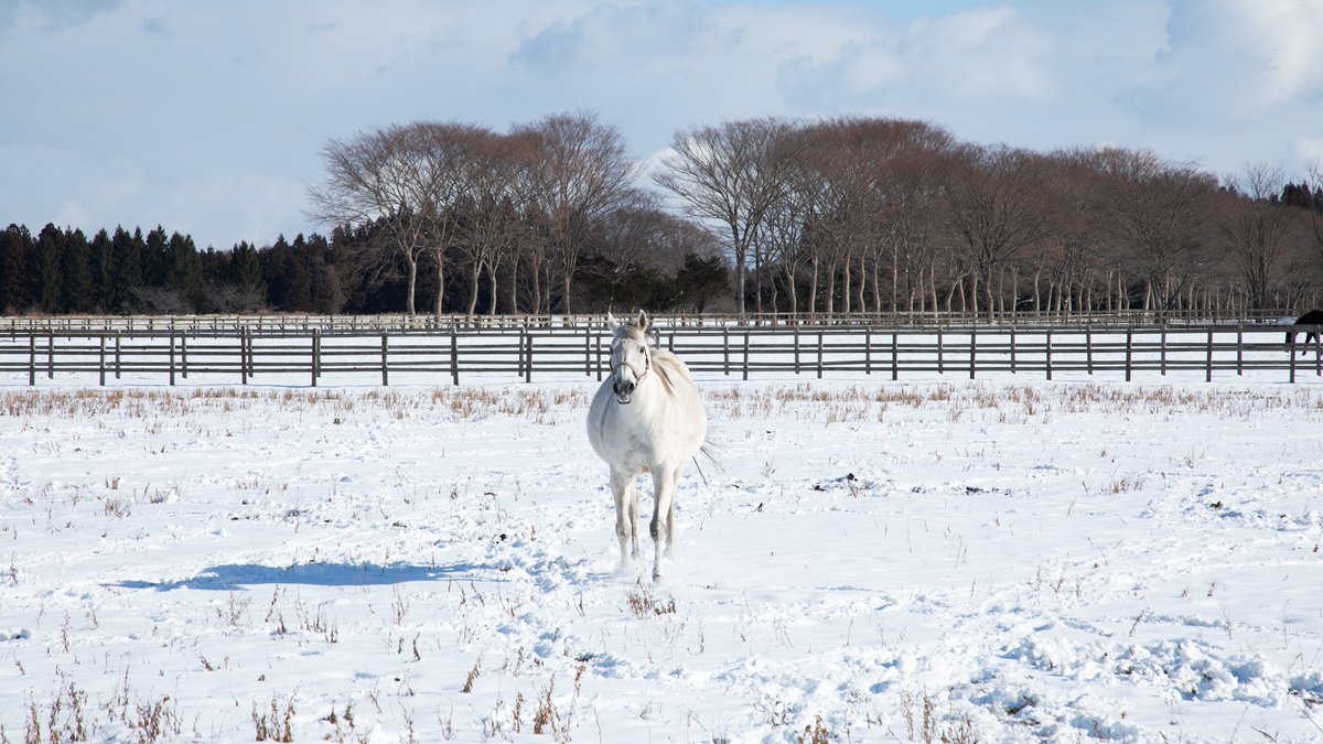 東北牧場 (@Tohoku_bokujo) / Posts / X