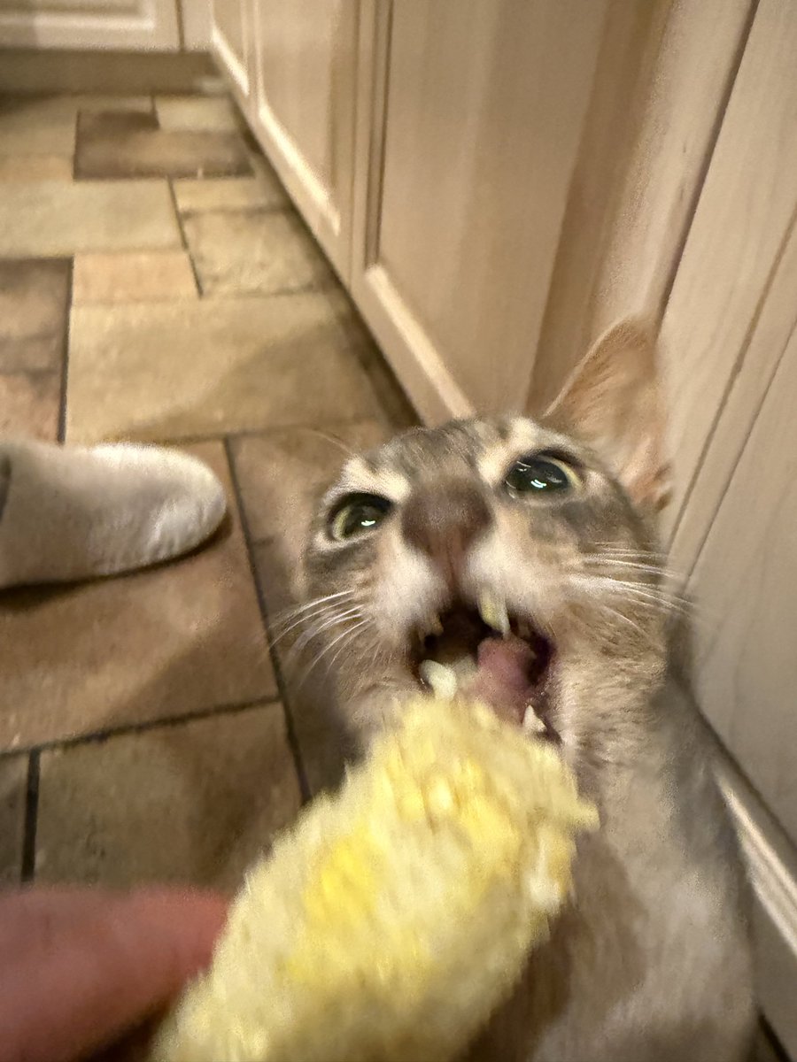 Sleepiary's tweet image. Unclear whether he actually ate any but it’s all over the floor