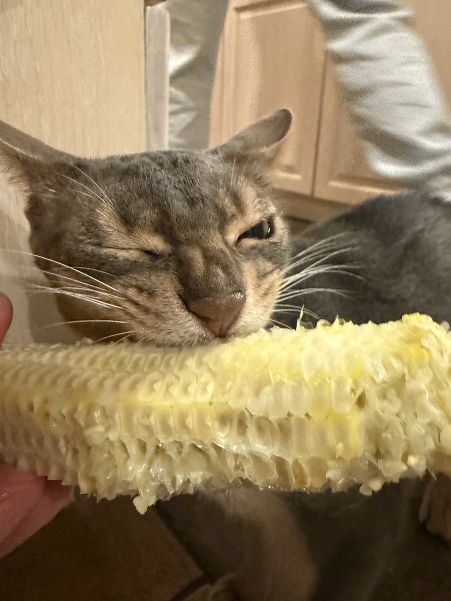 Sleepiary's tweet image. Unclear whether he actually ate any but it’s all over the floor