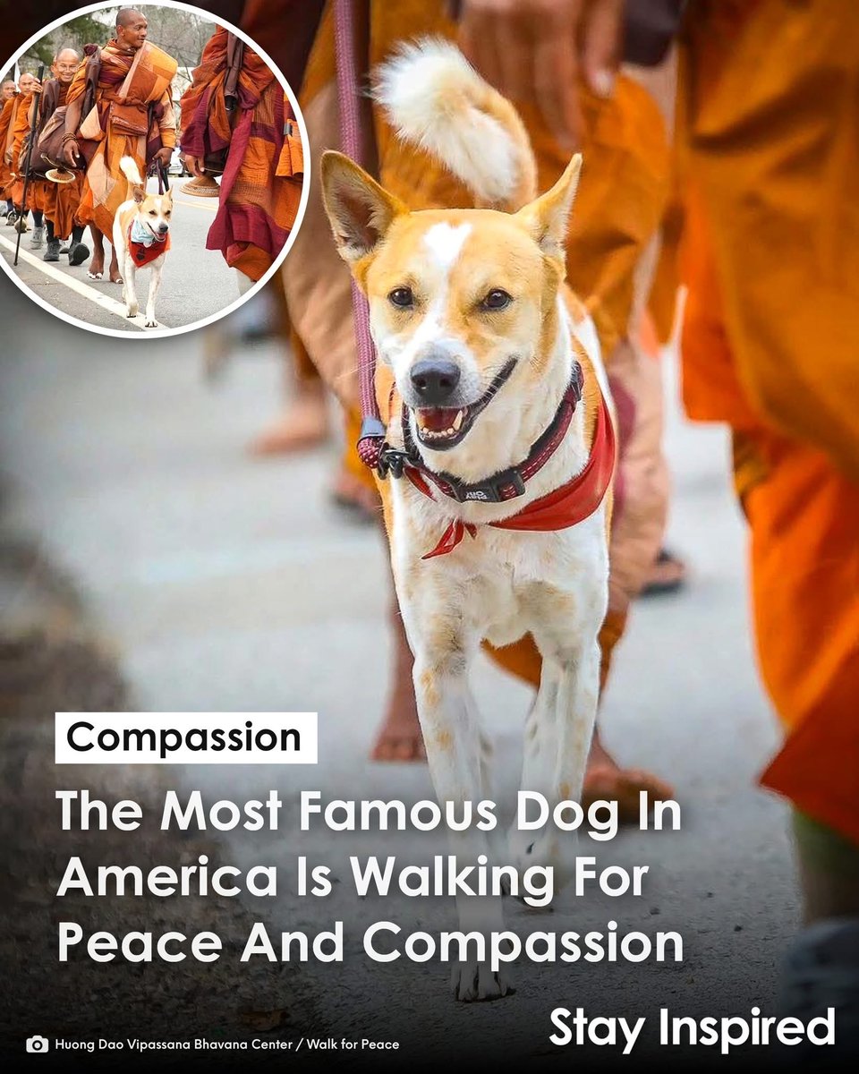 msjackjack2's tweet image. Give peace a chance 🙏🏽