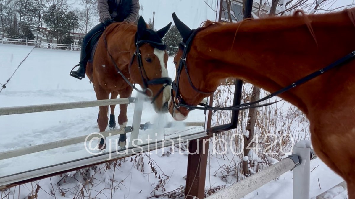 ご主人、この子ぼくに似てるけどお友達になれるかな？🐴✨

Owner, this one looks like me… do you think we could be friends? 🐴✨