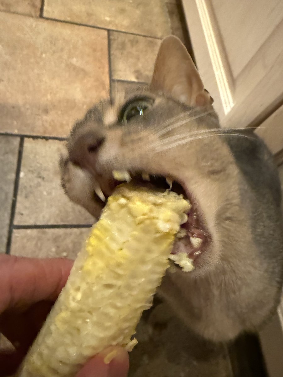 Sleepiary's tweet image. Unclear whether he actually ate any but it’s all over the floor