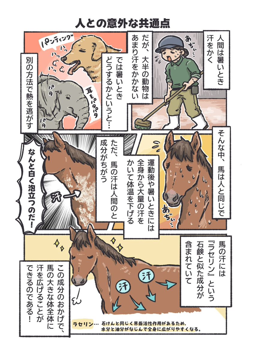 iidazoo's tweet image. もっとǃいいだどうぶつずかん お正月スペシャル🎍🐴
第3弾です‼️

人との意外な共通点!?
馬は、人間と同じように全身から大量の汗をかいて体温調節します。

※部分的に少量の汗をかく動物はいます。
┈┈┈┈┈┈┈┈┈┈
 #飯田市立動物園
 #もっとǃいいだどうぶつずかん
 #ポニー  #馬  #午年2026
