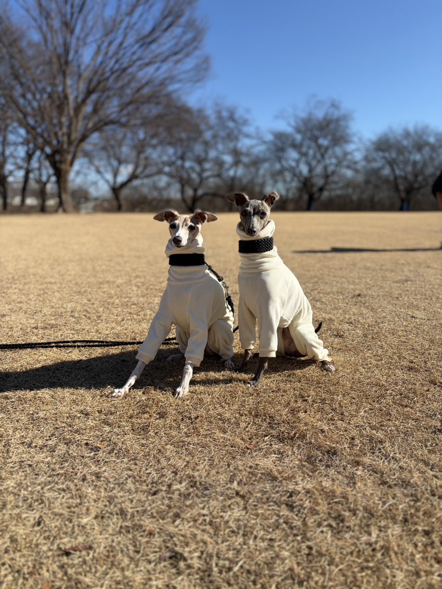 sannintoiro39's tweet image. お正月だから凧揚げ🪁