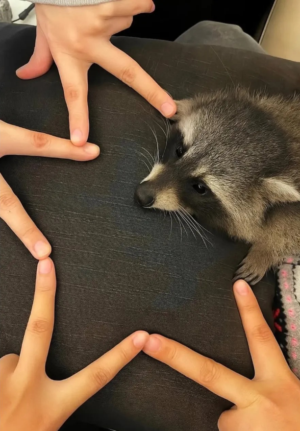 Why you should have a Raccoon (@shouldhaveracc) on Twitter photo 