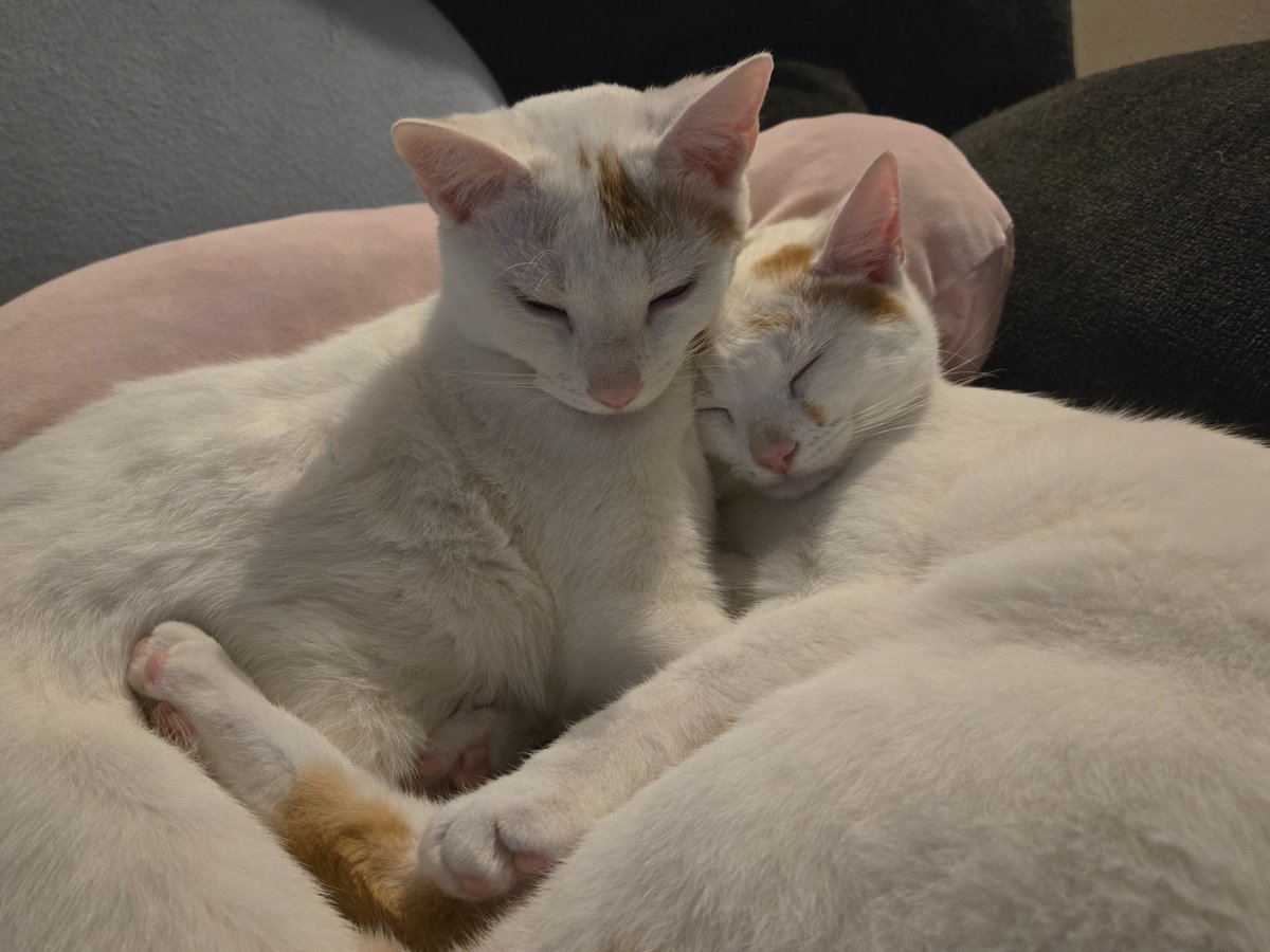 Ichiban and Ichigo are 9 months old today! They won't be kittens for much longer