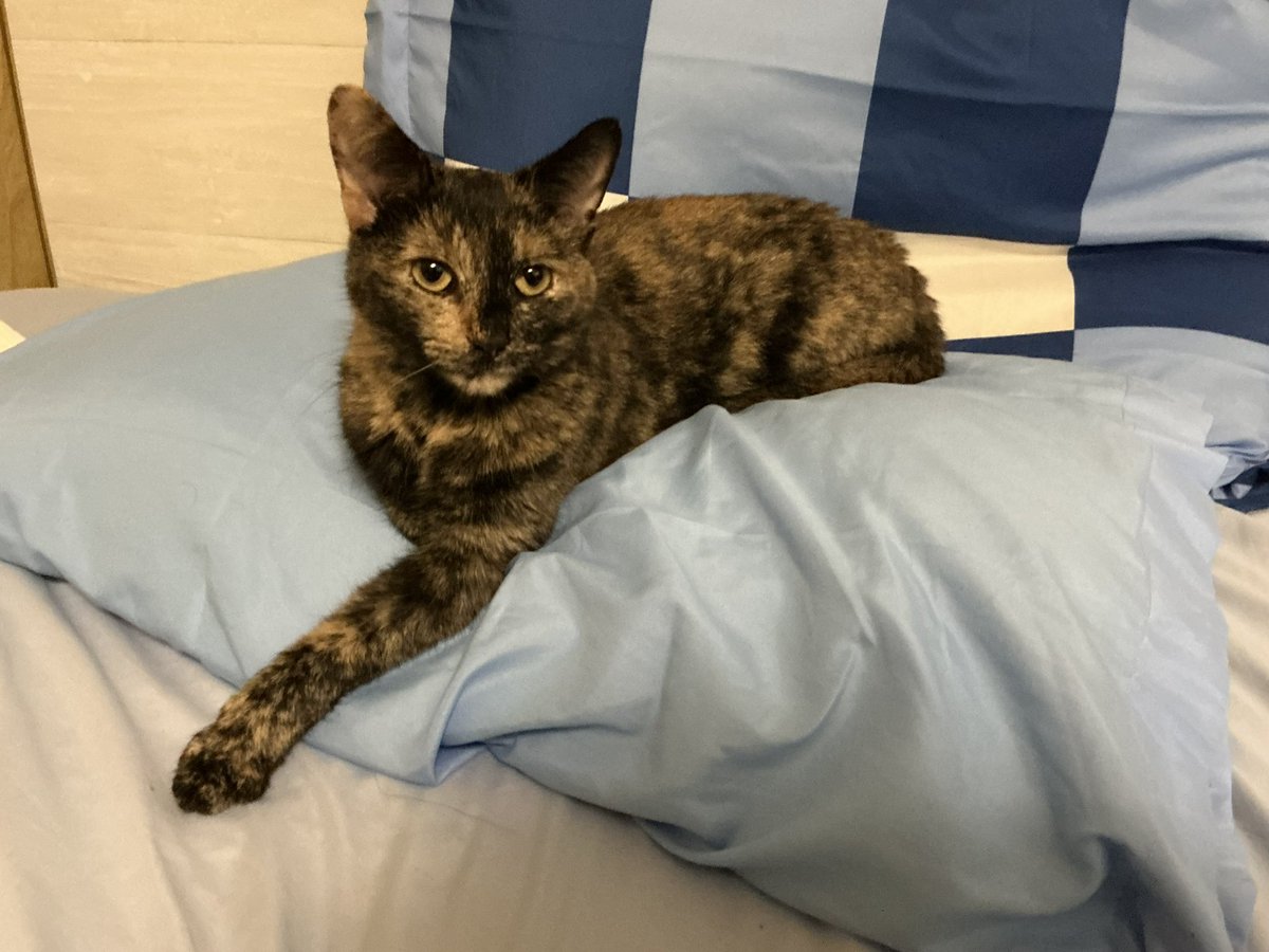 SpaceDev1 tweet media