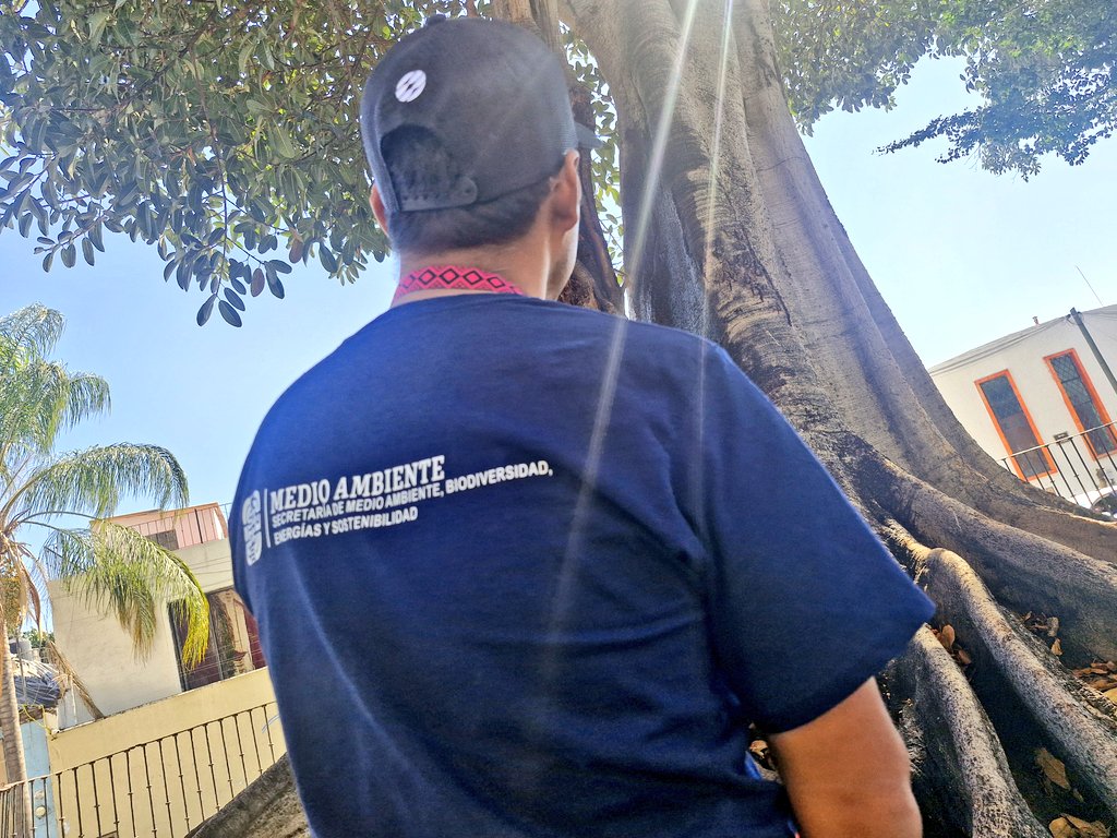 Derivado de denuncias en redes sociales sobre la presencia de fuego al pie del Higo del Valle (Ficus carica) se constató que el ejemplar presenta daños en la parte superficial del sistema radicular, así como evidencia de quema en el interior del tronco número dos. (2/3)