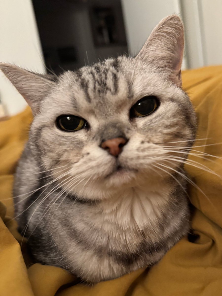 andfldrh's tweet image. 고양이 공경하면 복이온다~~