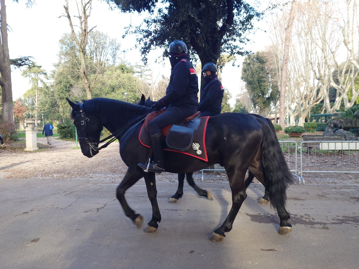 これは1月1日のローマで見た馬