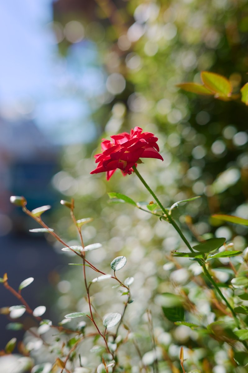 M_KPra's tweet image. #キプラのスナップ供養 

Z 40mm f/2
甘い部分もあるけど小型軽量でやればできる子なので好きです。

x.com/M_KPra/status/…