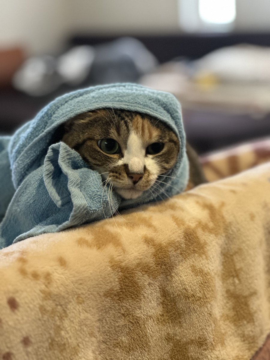 にゃん太通販+にゃっ展+にゃんにゃんBOX+猫十字 (@nyantashop) / Posts / X