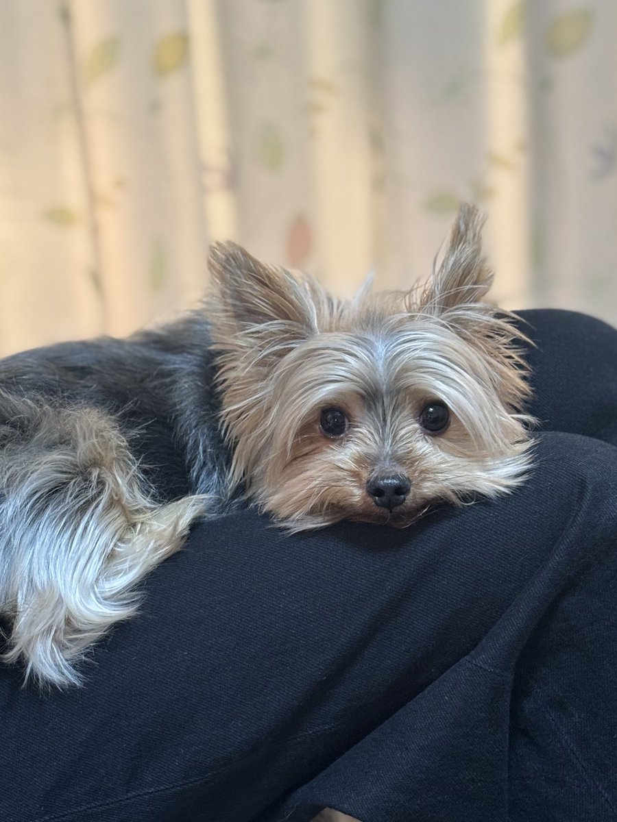 ヨークシャテリア