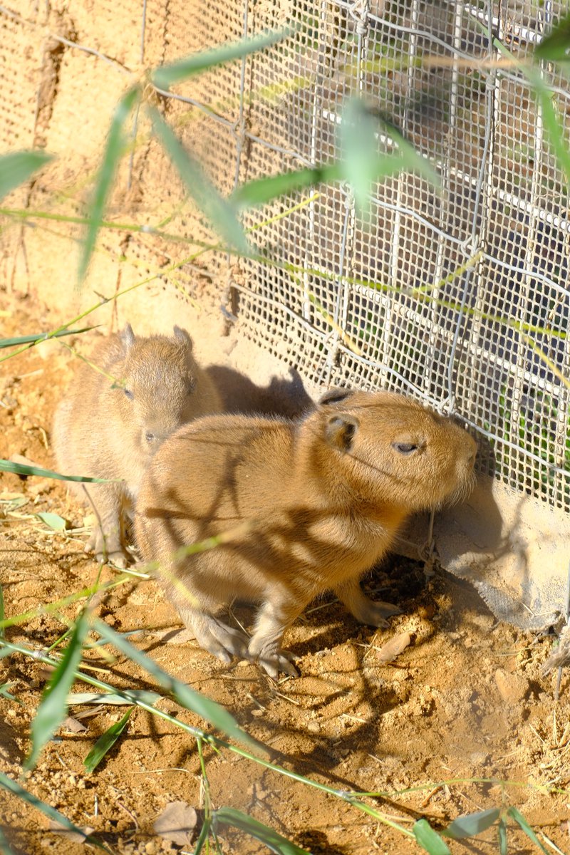 本日は袖ヶ浦ふれあいどうぶつ縁に来ました✨

#カピバラ　#かぴばら　#capybara #袖ヶ浦ふれあいどうぶつ縁
