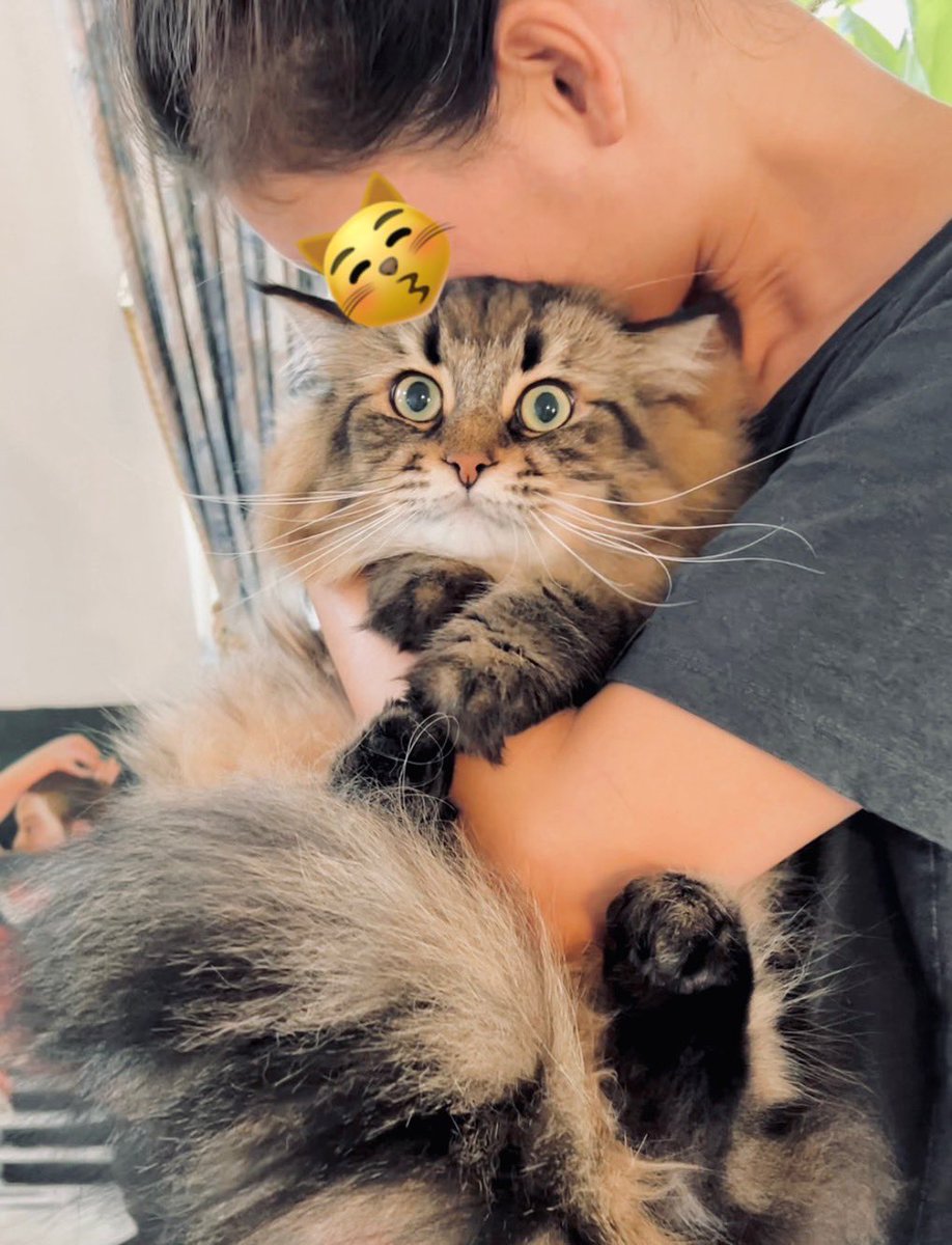 ヤマネコ (@ymnc_rf) / Posts / X