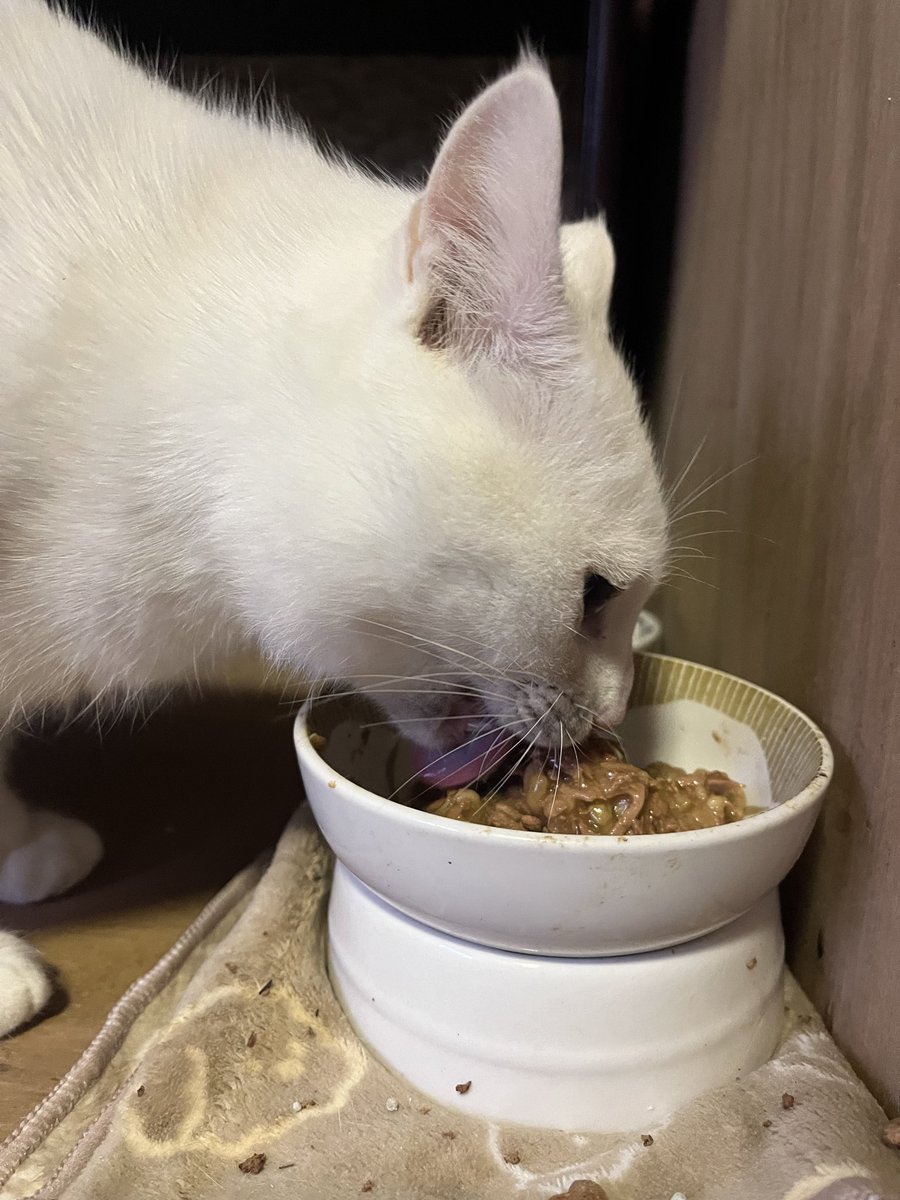 白猫野郎 白猫NW』×“野郎ラーメン”コラボが4月1日より開催決定。秋葉原、愛知