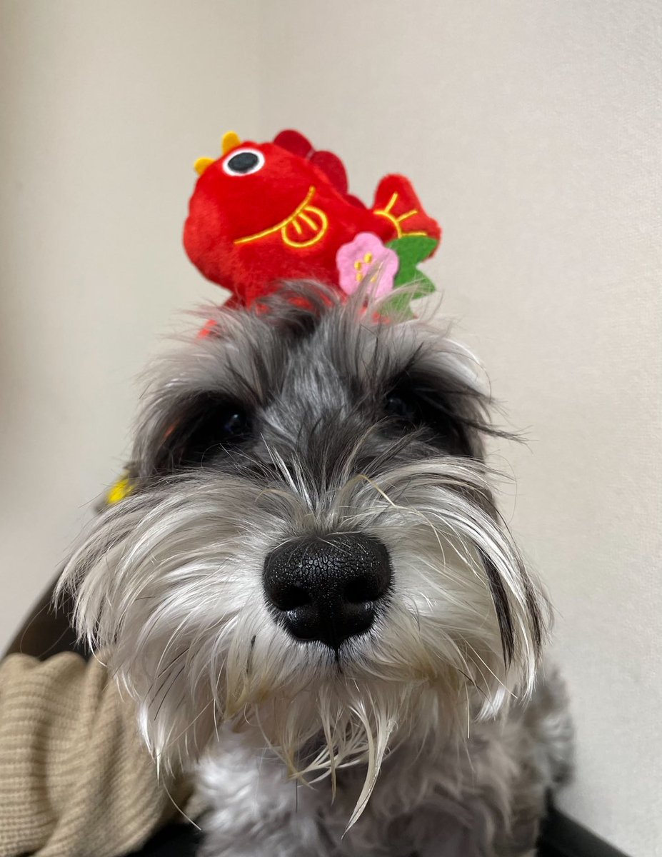 5歳おめでと🫶
長生きちてね🐶 