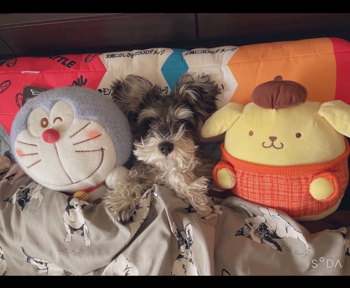 5歳おめでと🫶
長生きちてね🐶 