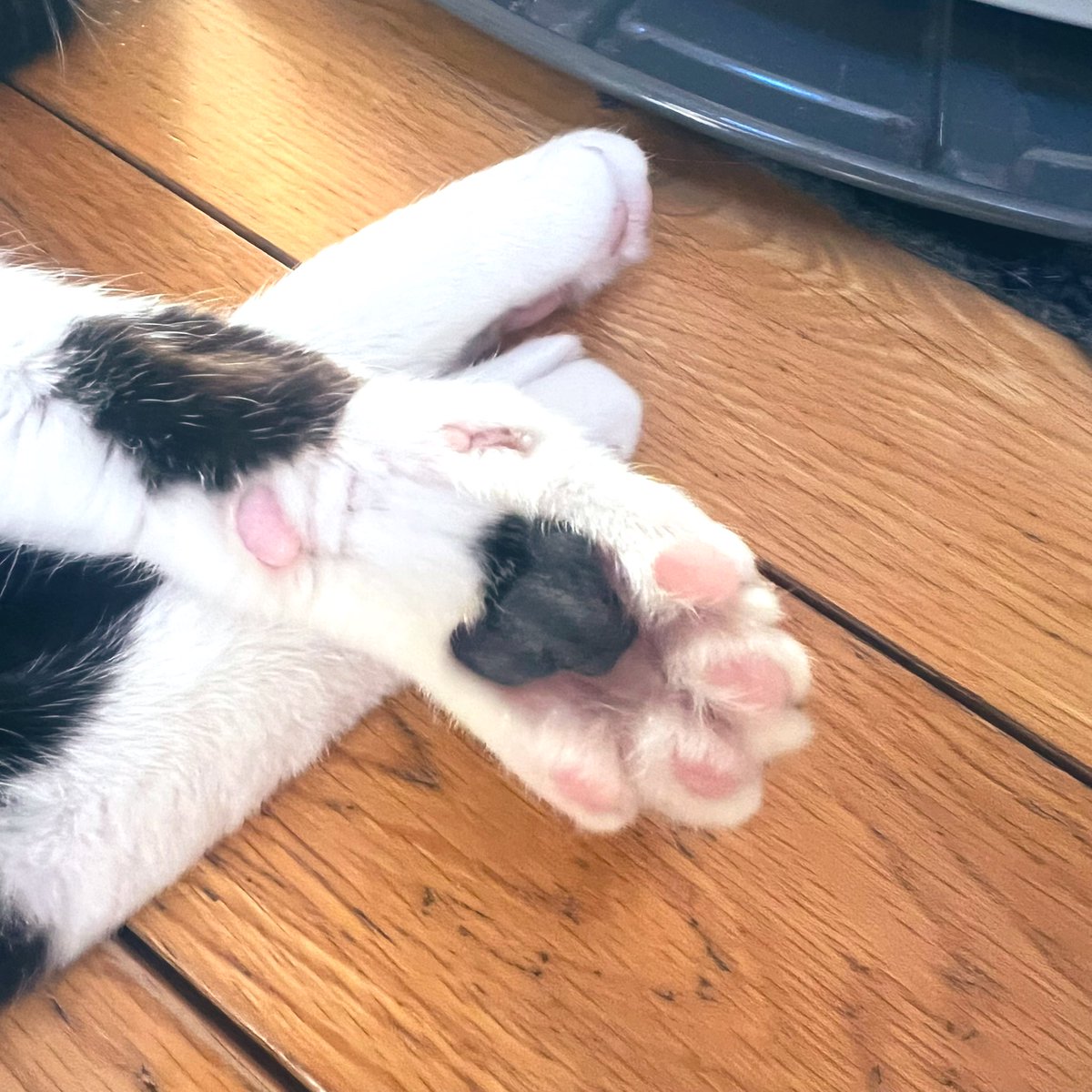 かわいいにくきゅう