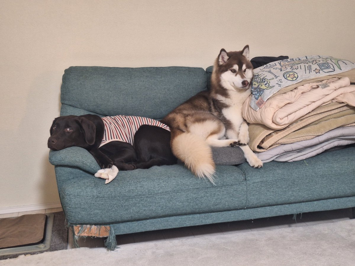 やっと二匹の距離が近づいて来て俺は…俺は…嬉しい🎵😍🎵 #ラブラドール