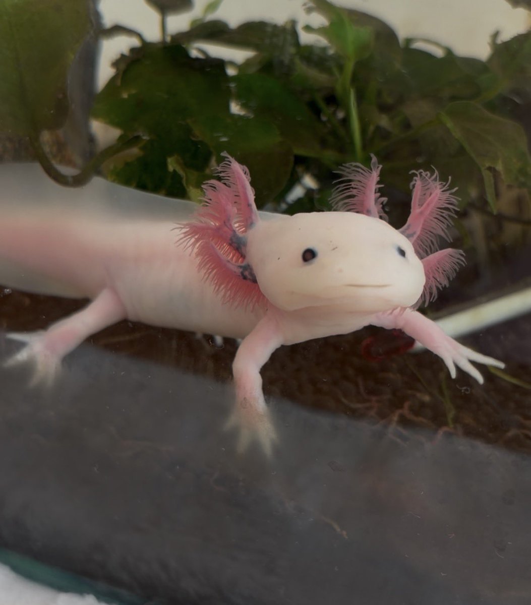 夏に東京から連れて帰ってきたウーパールーパーこんなに大きくなりまし