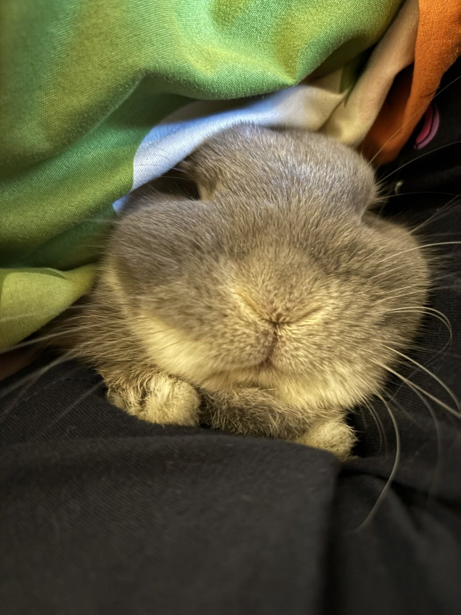 布団大好きチビ🐰