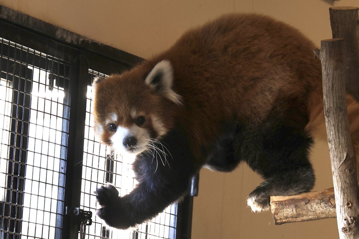 くまぱん (@panpanda145) / Posts / X