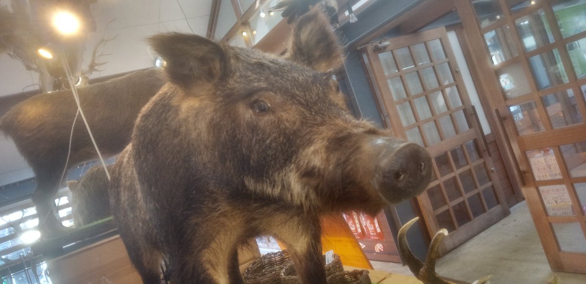 やって来た(その2)。立ち寄ったドライブイン。ジビエの店で、猪の剥製