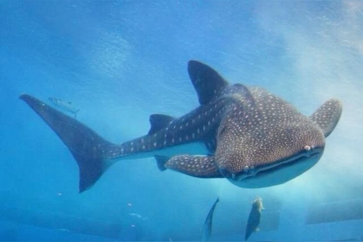 https_unkn0wn__'s tweet image. your sona vs its irl animal !

i love me some hybrids

[ they're generic shark, but whale my favourite soooooo~]